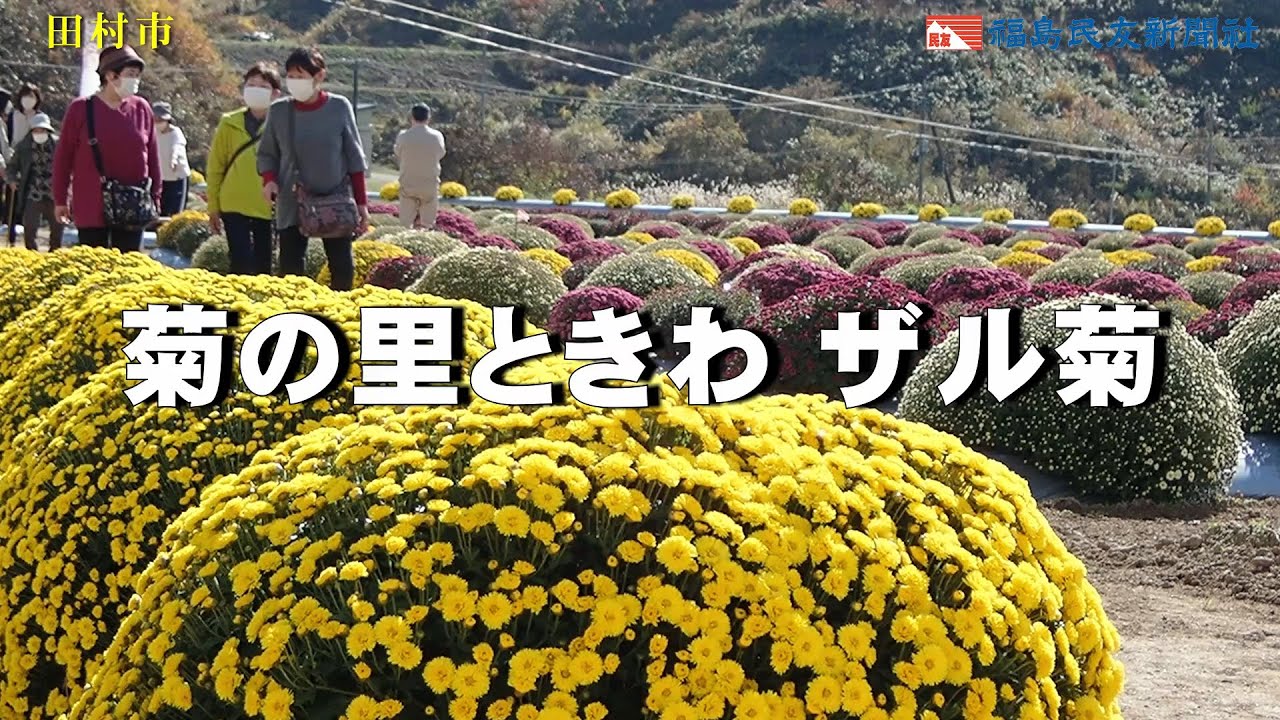 ザル菊咲き誇る　田村・菊の里ときわ