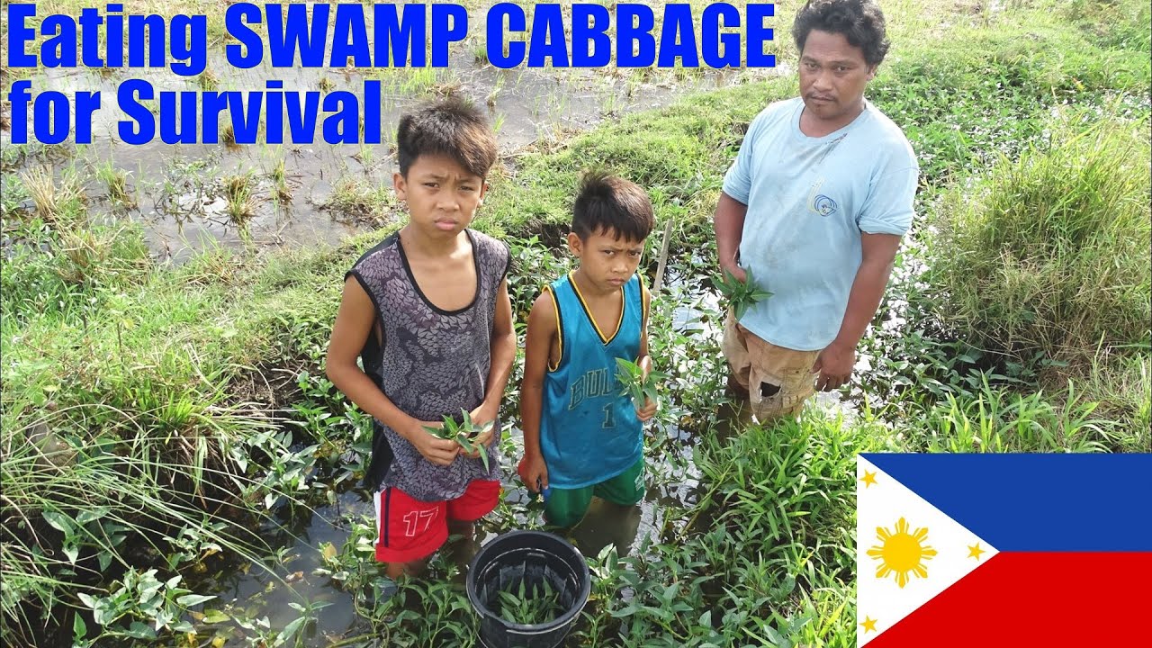 This Poor Filipino Family Gets Swamp Cabbage to Eat for Survival. Hard Life in the Philippines