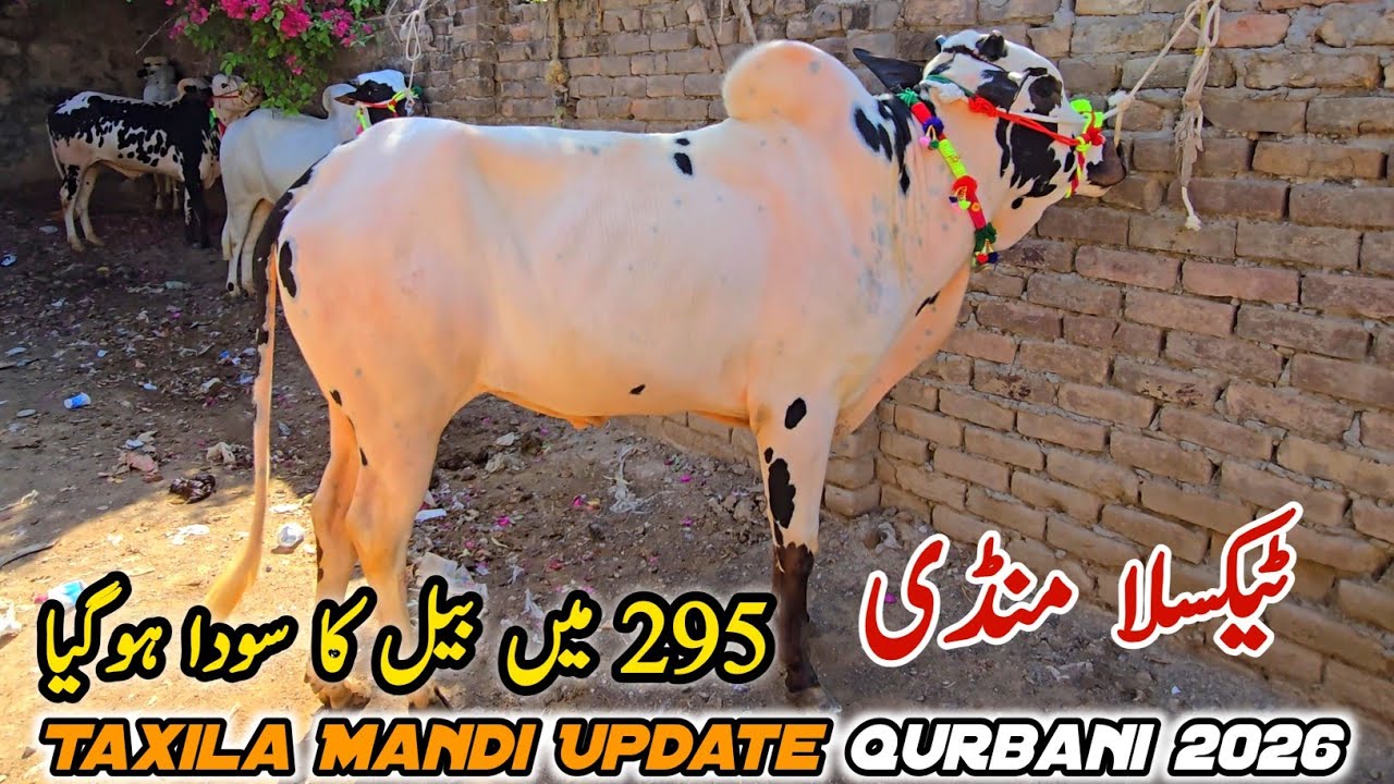 Taxila Mandi Latest Update 27 March 2026 | Domail Mandi Gondal Mandi 
