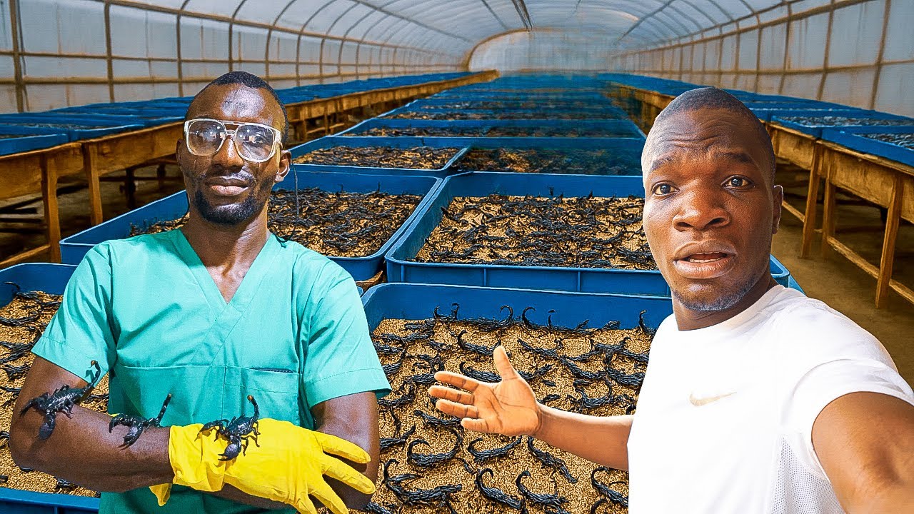 How He's Running a Million Dollar Scorpion Farm In Nigeria