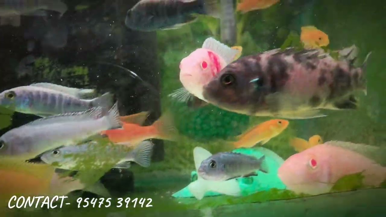 Imported quality fish 🐟 🐠 available at Hobby Nigam 9547539142