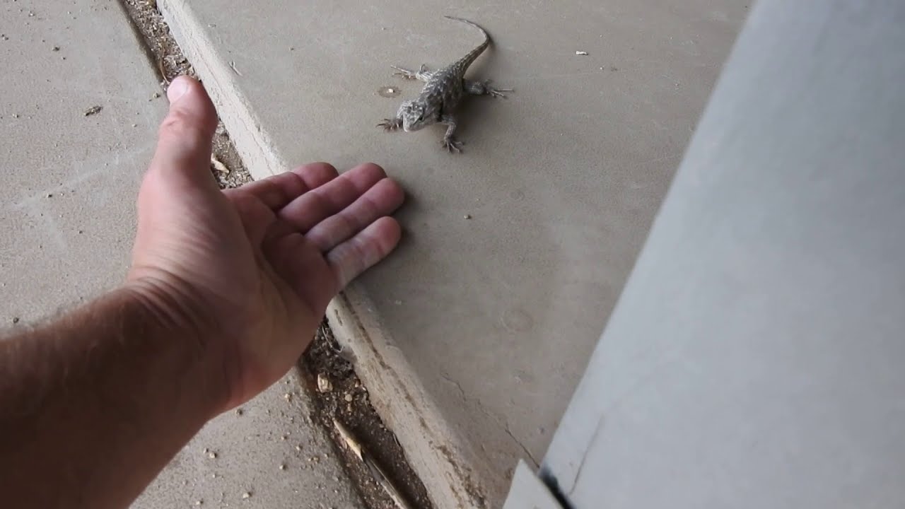 Attack of the Yellow-backed Spiny lizard