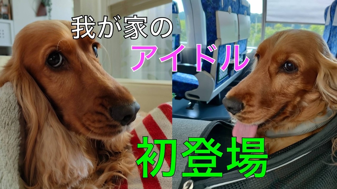 [初登場]我が家のアイドルむぎ🐶 　 #イングリッシュコッカースパニエル