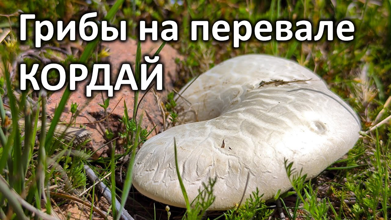 Нашли ПЕРВЫЕ ГРИБЫ в этом году!!! Перевал КОРДАЙ! Грибалка на белый степной гриб