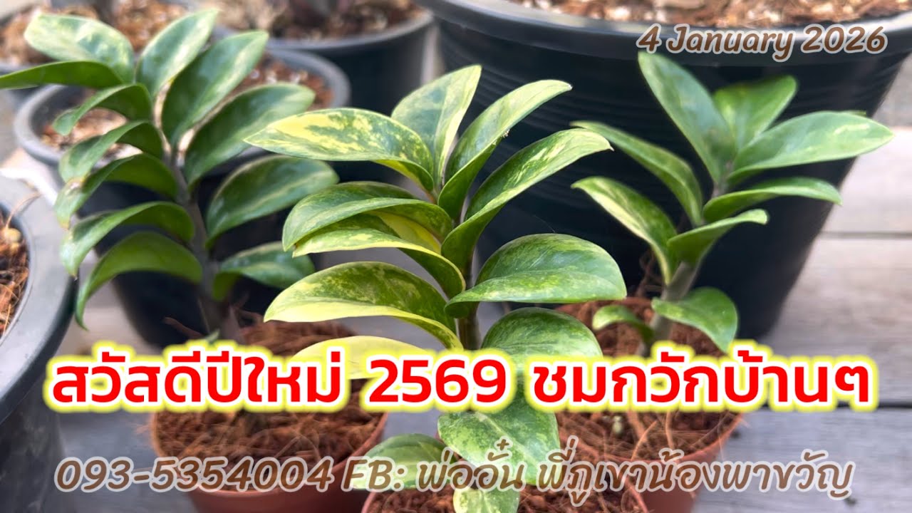 สวัสดีปีใหม่2569 ชมกวักบ้าน ๆ#ไม้ประดับ 