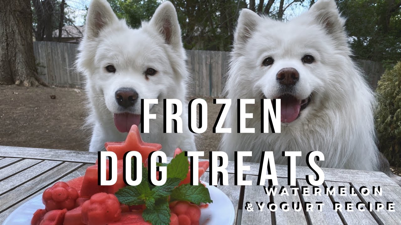 Watermelon Yogurt Dog Treat Recipe | With Samoyeds!