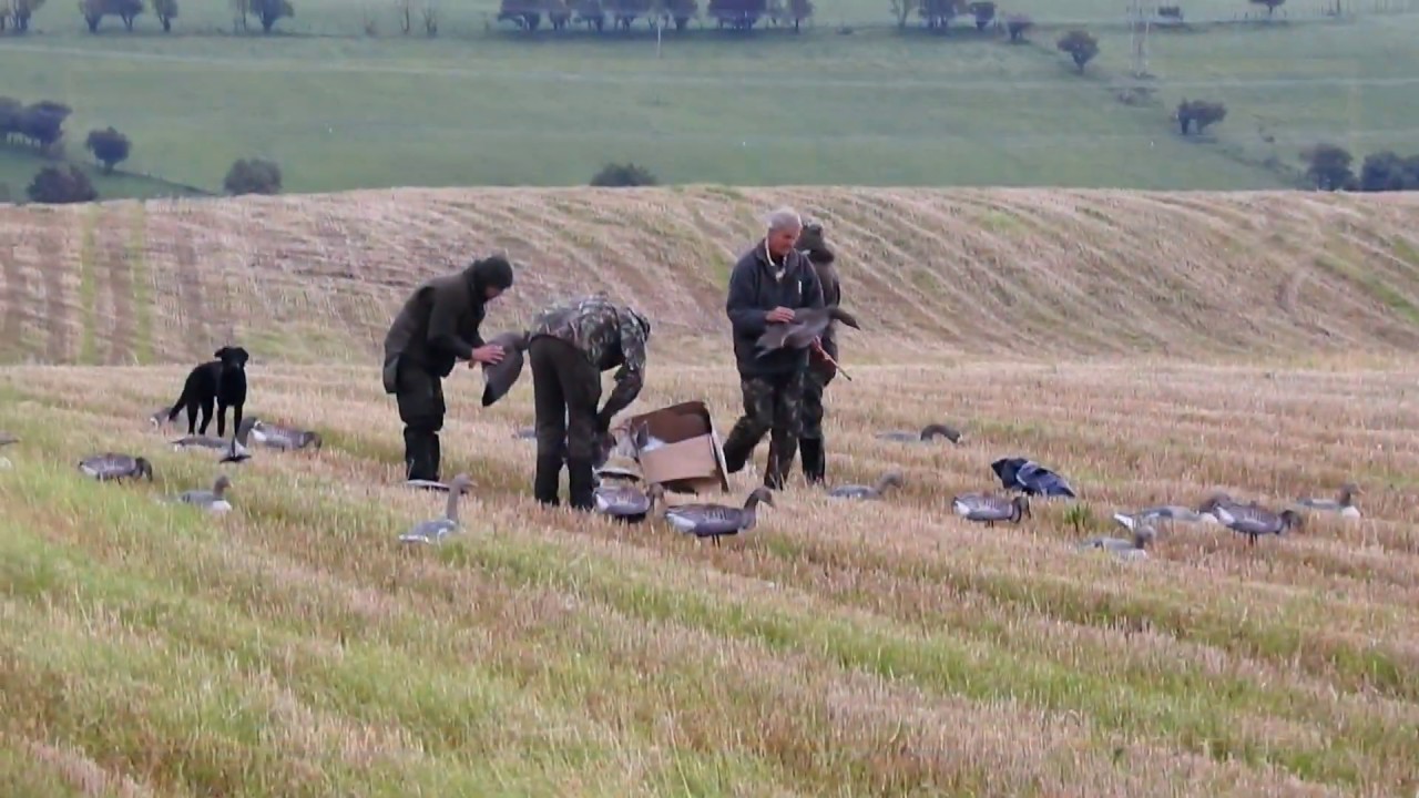 Towcett Shoot Greylags
