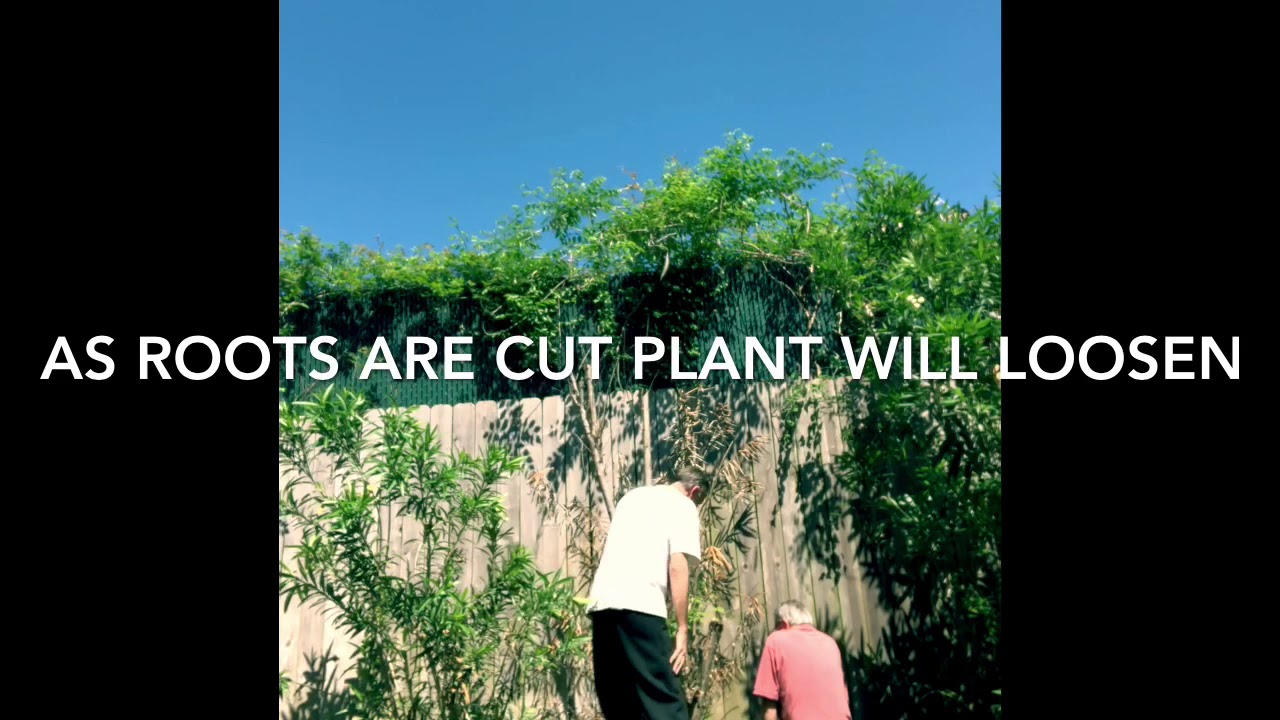 Removing an Oleander Without Killing yourself!!