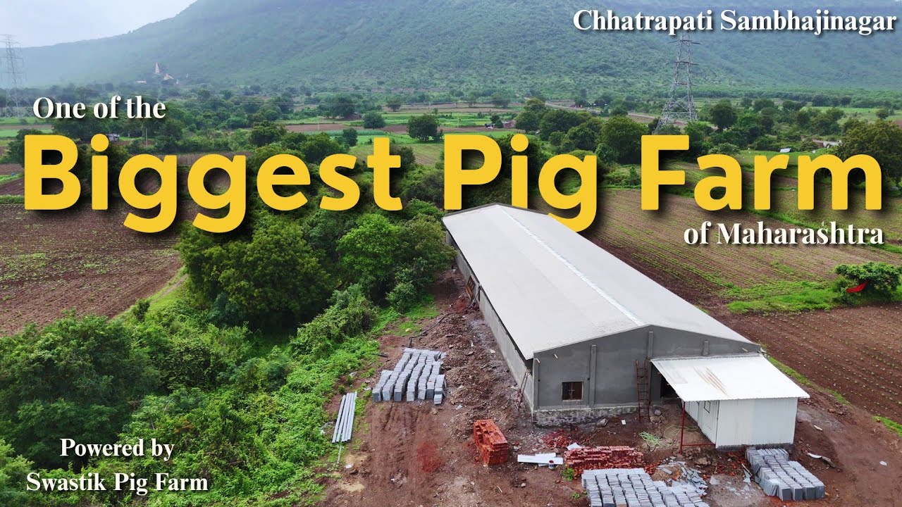 One of Biggest Pig Breeding farm in Maharashtra. franchisee of Swastik Pig Farm. #swastikpigfarm 