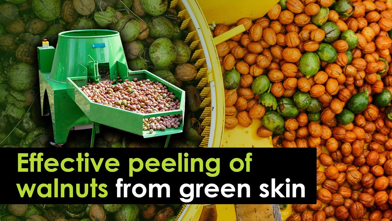 Process of peeling walnuts from the green pericarp. Walnut harvesting. Peeling machine