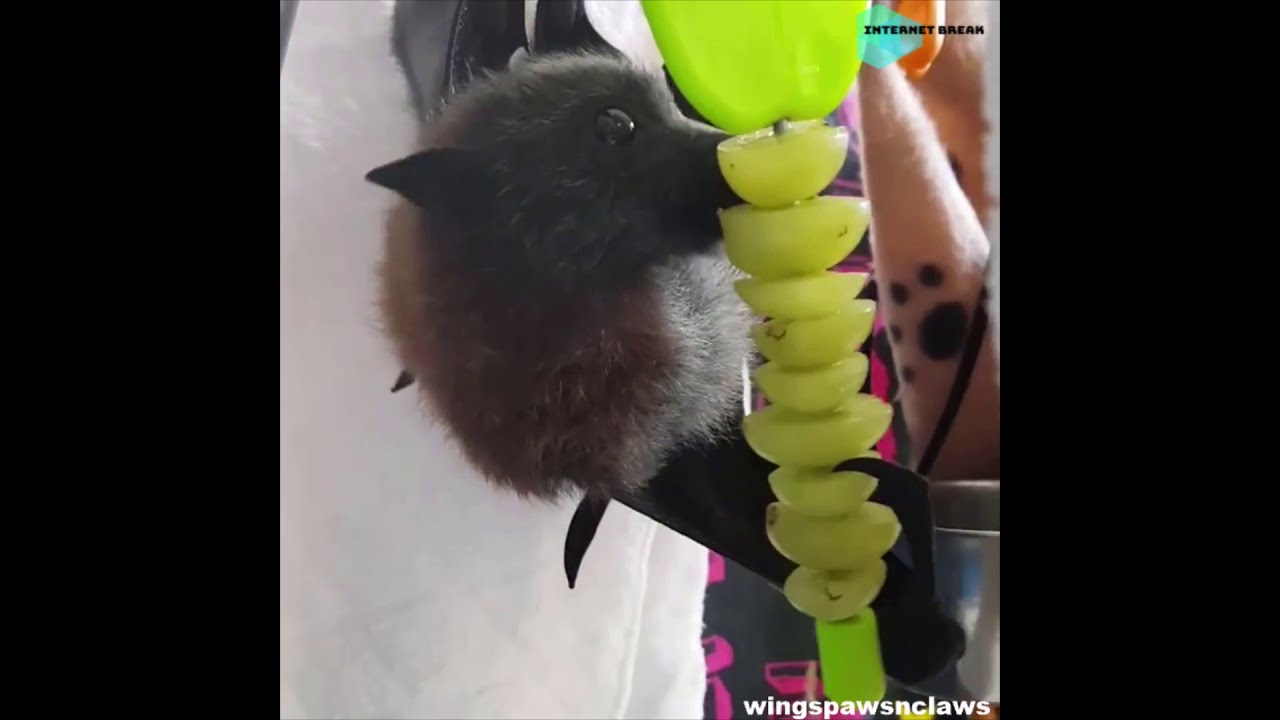 cute bats  | | funny compilation 🦇  🦇 🦇