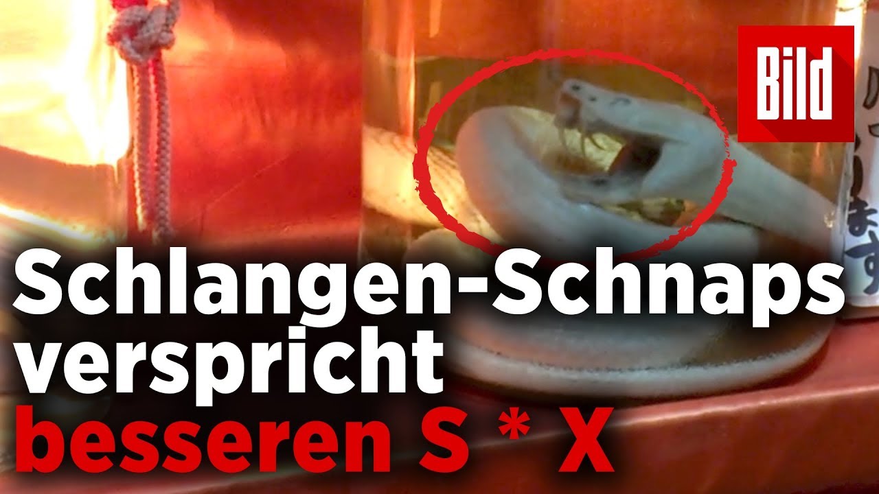 Trend in Japan: Dieser Schlangen-Schnaps ist ein Potenzmittel