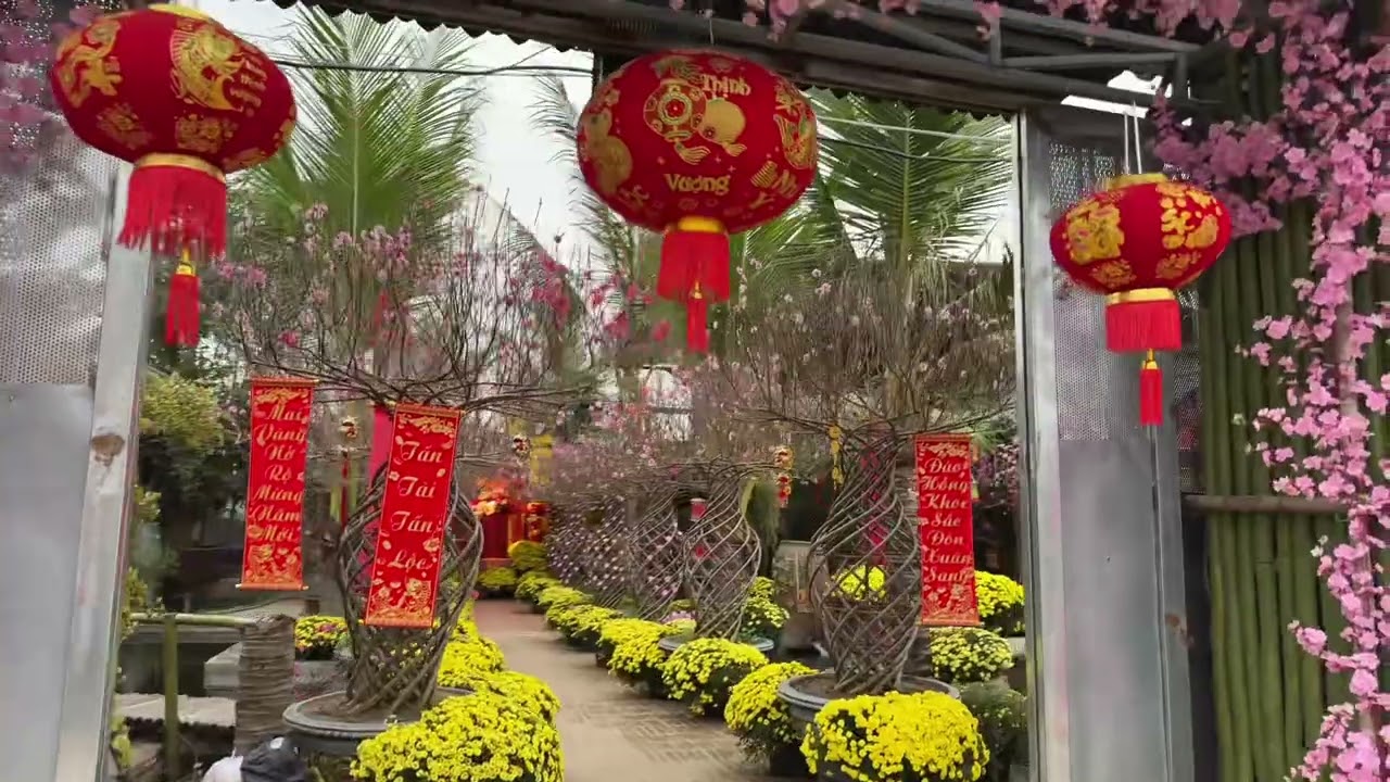 Ghé thăm vườn đào Nhật Tân trước tết nguyên đán bính ngọ 2026 .