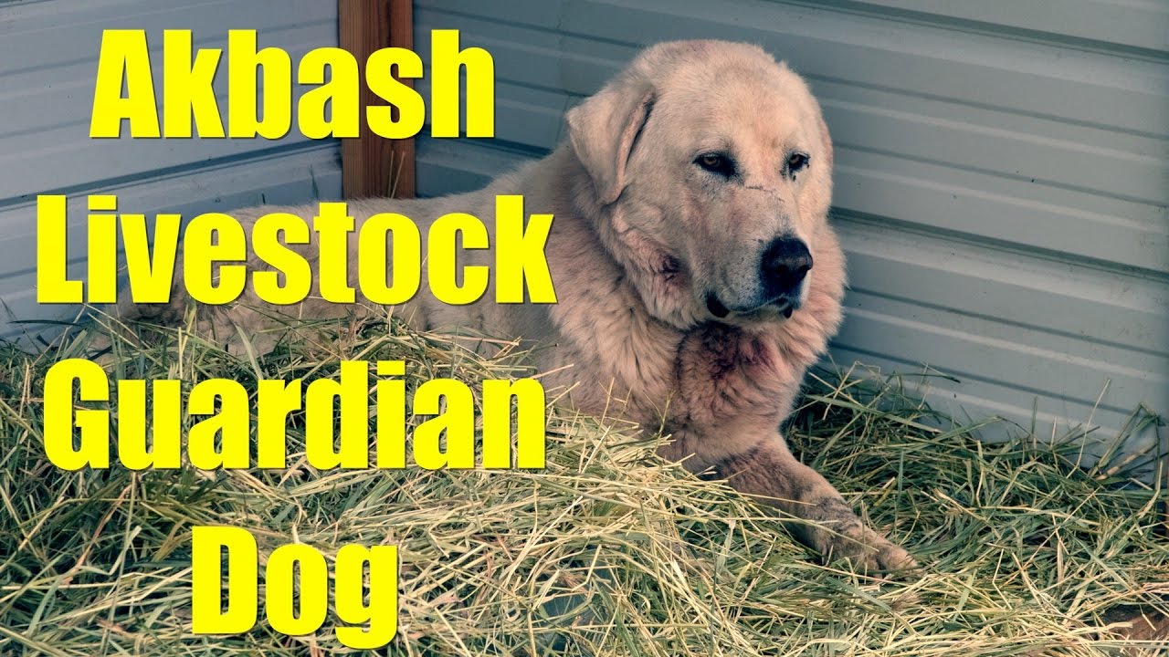 Getting Our Akbash Livestock Guardian Dog