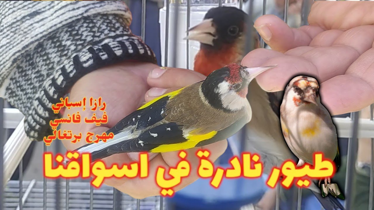 اكتشف أسرار طيور رودومال وبرامجها الرائعة