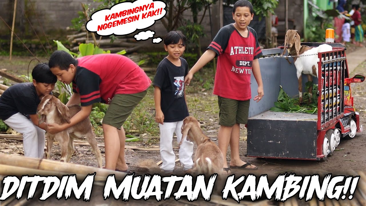 TRUK DIMAS MUAT KAMBING!!