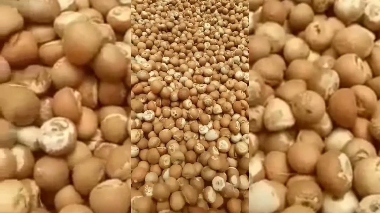 AGROEAST INDONESIA - BETEL NUT