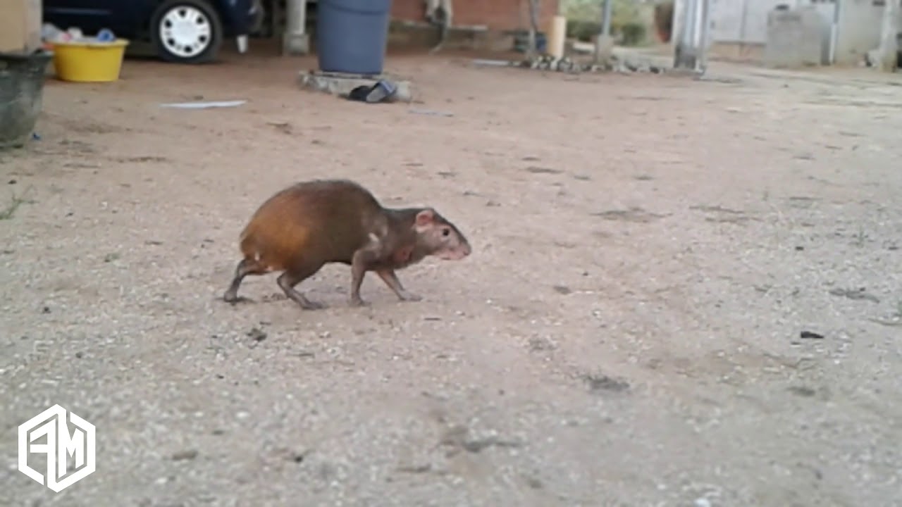 KON KONI'S (A Nature Video) Mp4