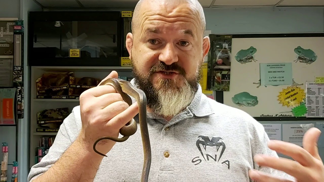 S'N'A Intermediate Series: Episode 19 - Golden White Lip Python (Bothrochilus albertissi)