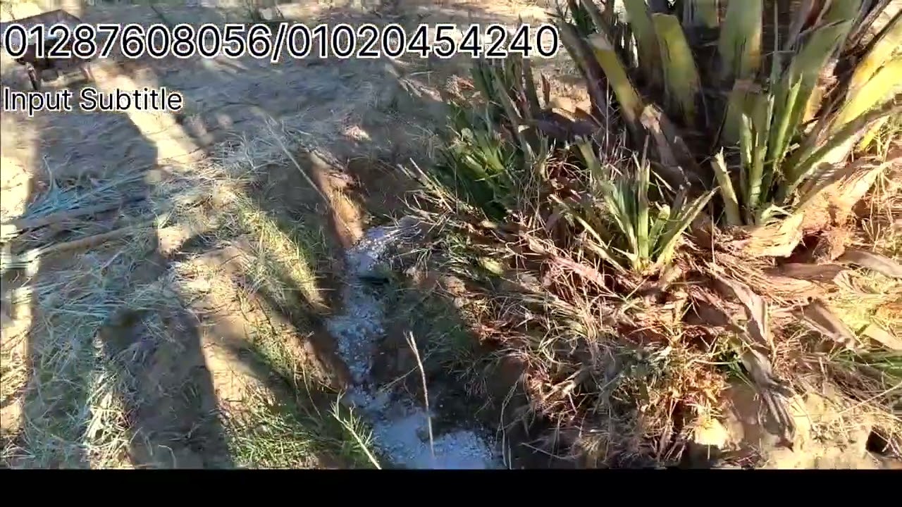 مزرعه نخل 🌴16فدان مملكه 👍وحيازه👍 ومنتجه👍 وقريبه👍 وتربه ممتازه 👍كل ده 165الف بس 💥