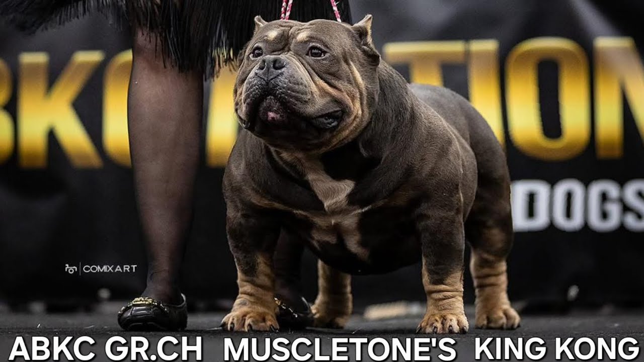 Muscletonebullys Episode 43  ABKC GRCH KING KONG