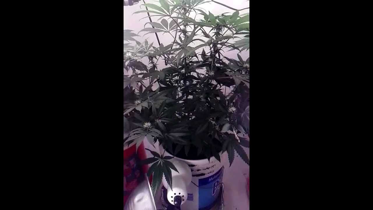 grow update