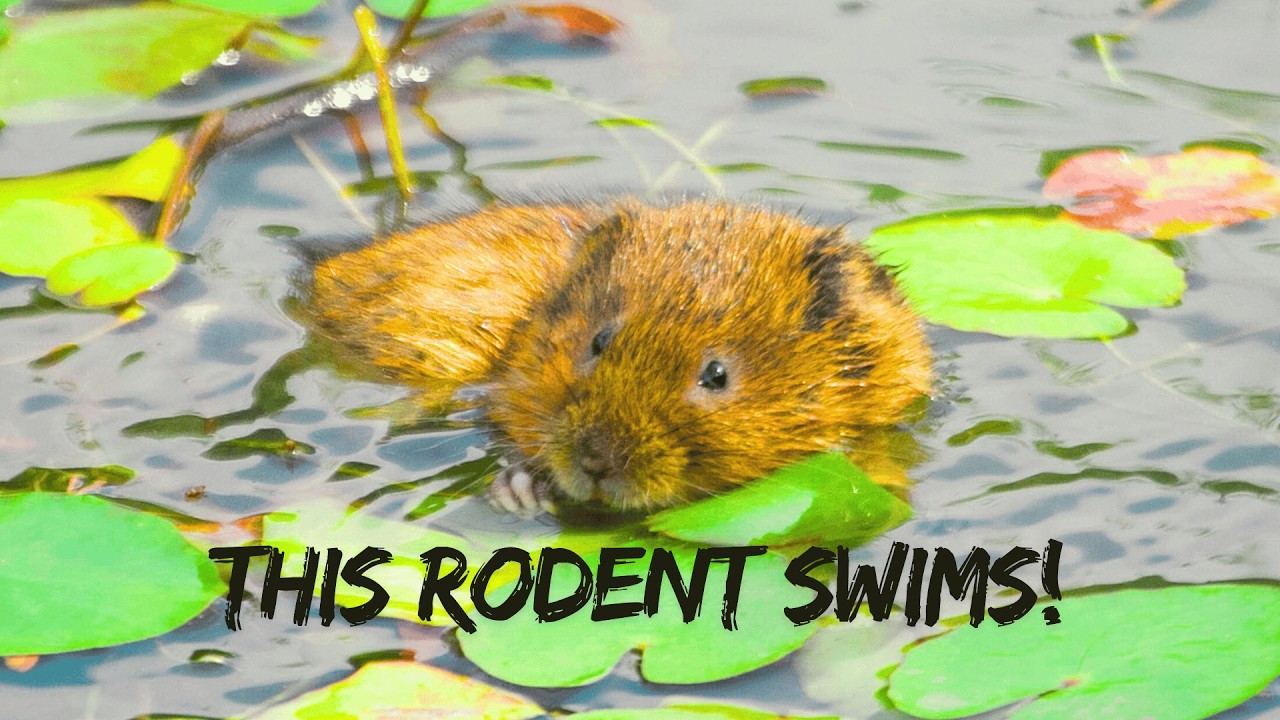 🐾 Meet the Real Water Rat!