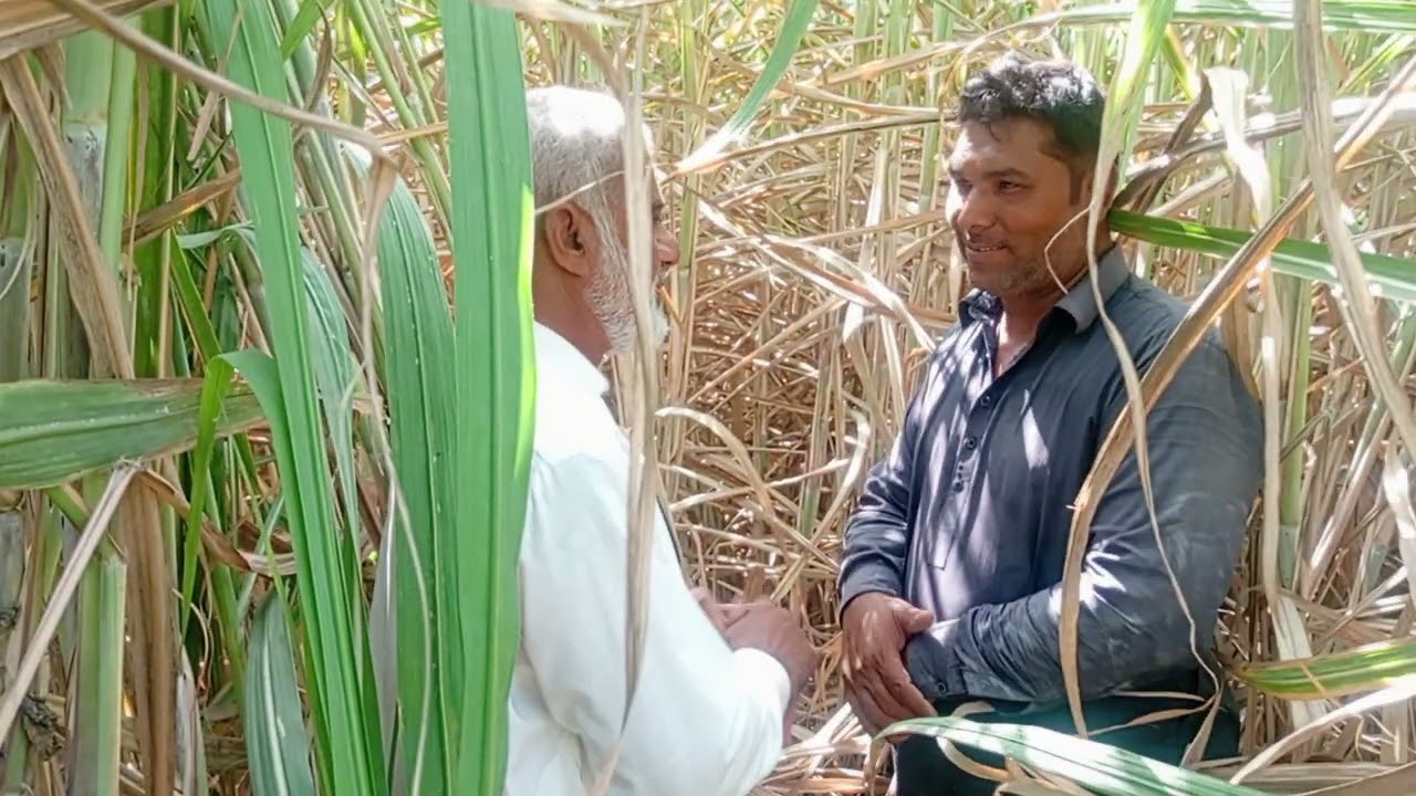 #to showing variety character of J16-639 we can motivate growers to supply trash free cane to Mills 