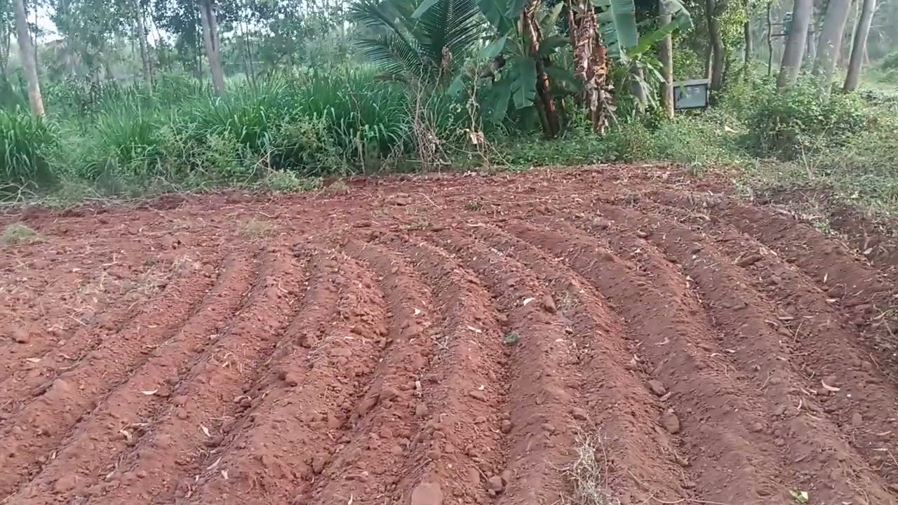 26 ಗುಂಟೆ K.M ದೊಡ್ಡಿ ನಿಯರ್ ಗುಂಟೆ ಗೆ 2.5 lacs 8050201446