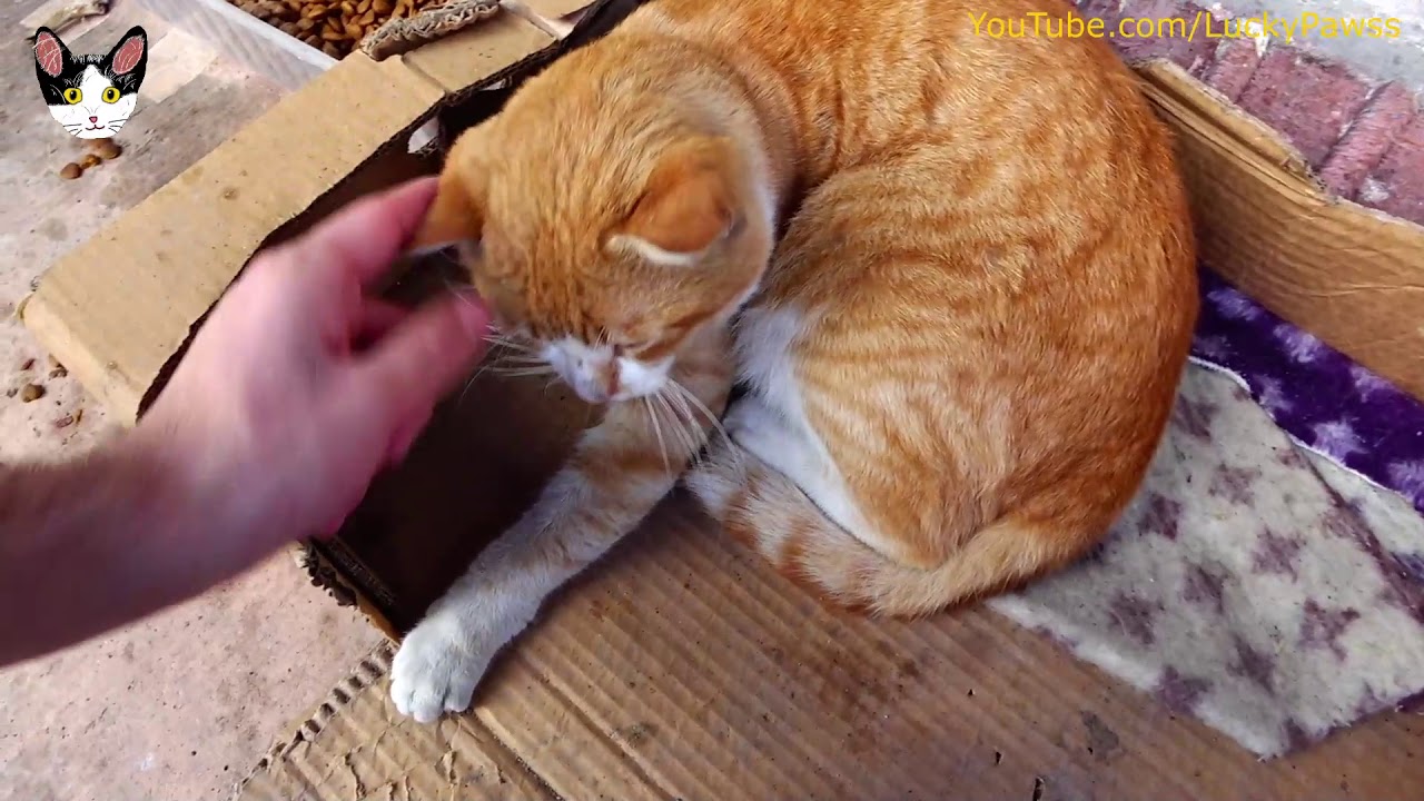 [This week's video] Summary of the weekly videos (impressed cat video)