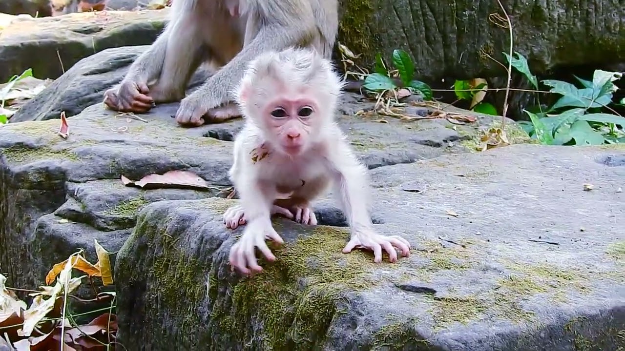 Baby monkey's cuddle time! 🐵💖 #MomAndBaby #MonkeyCuddles