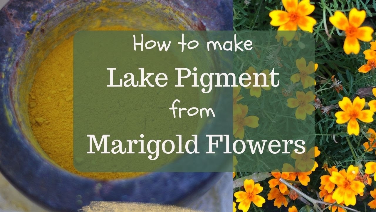 Marigold lake pigment