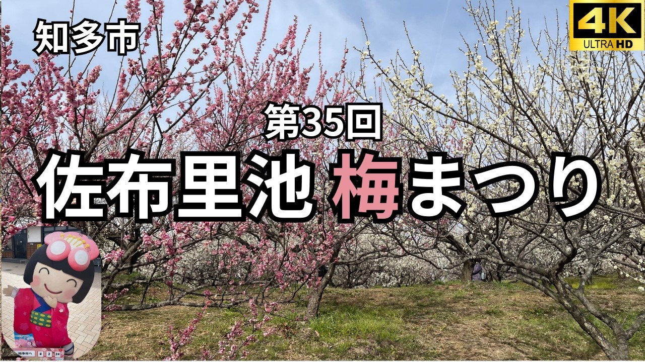 【知多市】第35回 佐布里池梅まつり🌸
