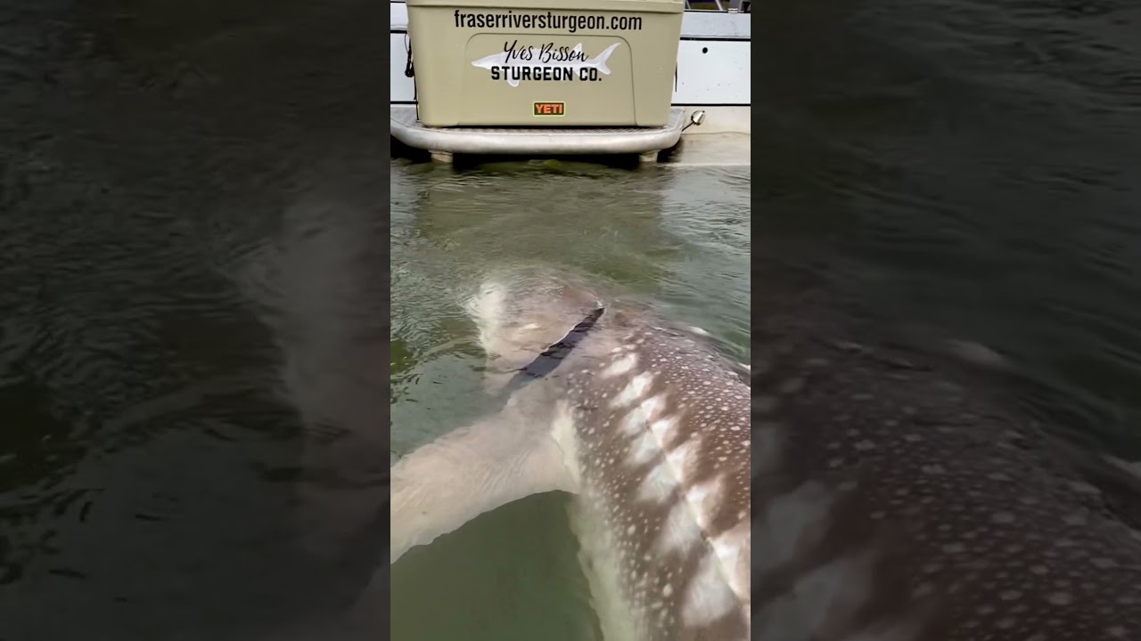 River monsters live here! #fraserriver #sturgeon #fishing #canada #fishwithyves #bc #chilliwack