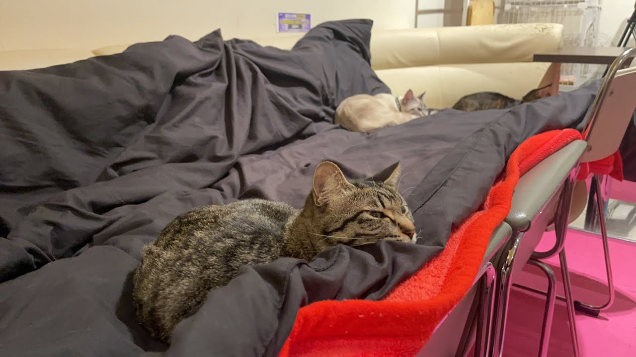 猫爺の独り言