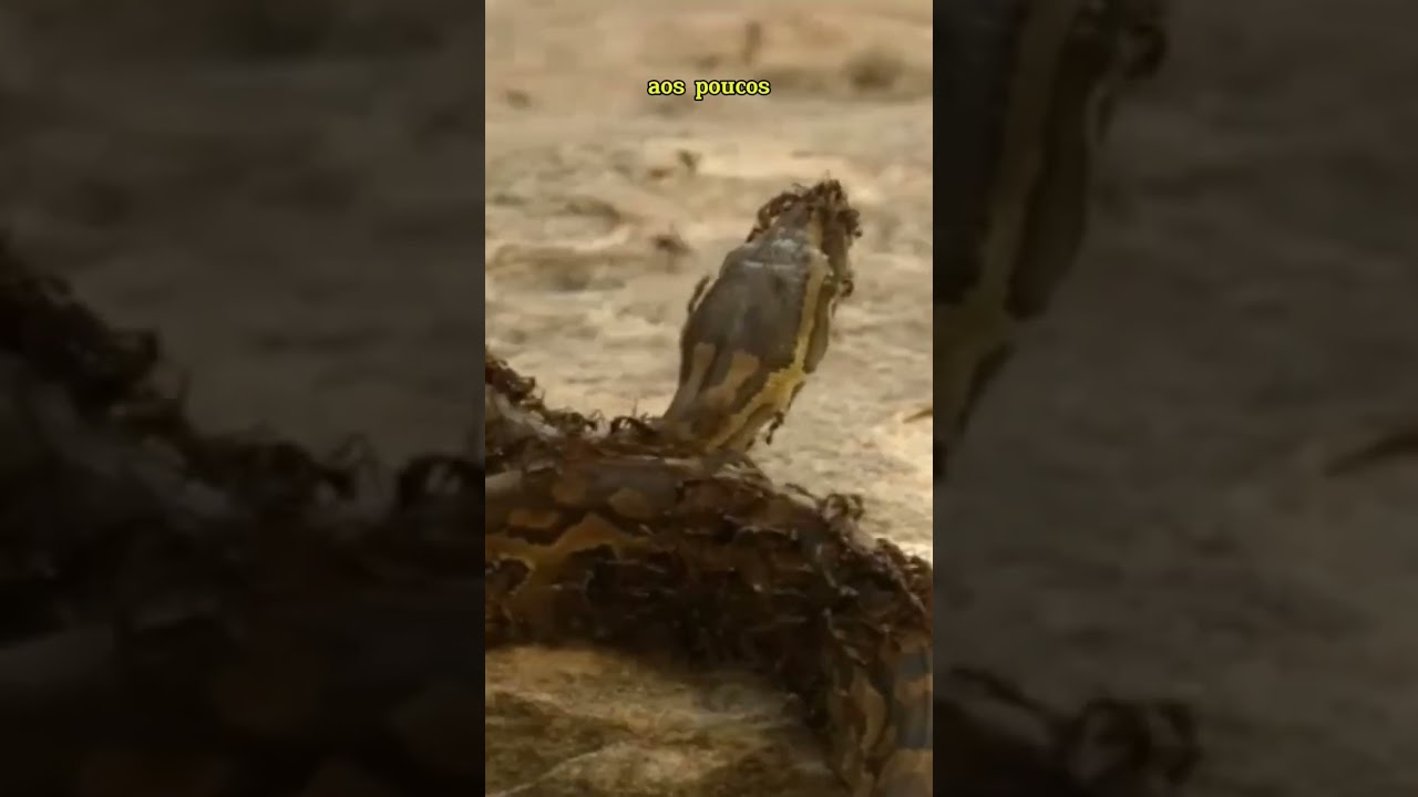 Formigas atacando cobra e centopeia