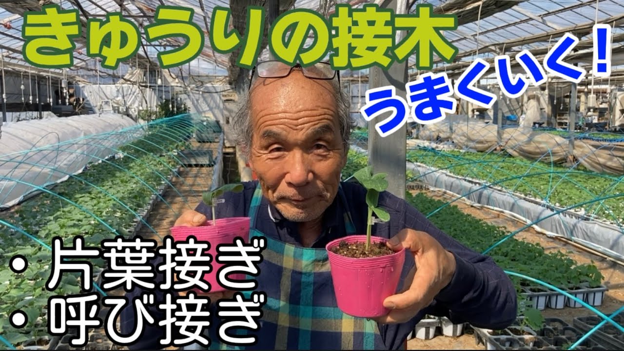 きゅうりの接木うまくいく！【園芸のぶチャンネル】【生産者】【やり方】【片葉接ぎ】【呼び接ぎ】