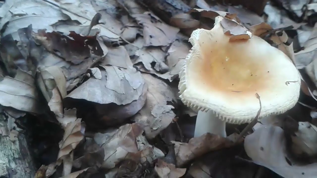 Common Yellow Russula (Yellow Brittlegill)