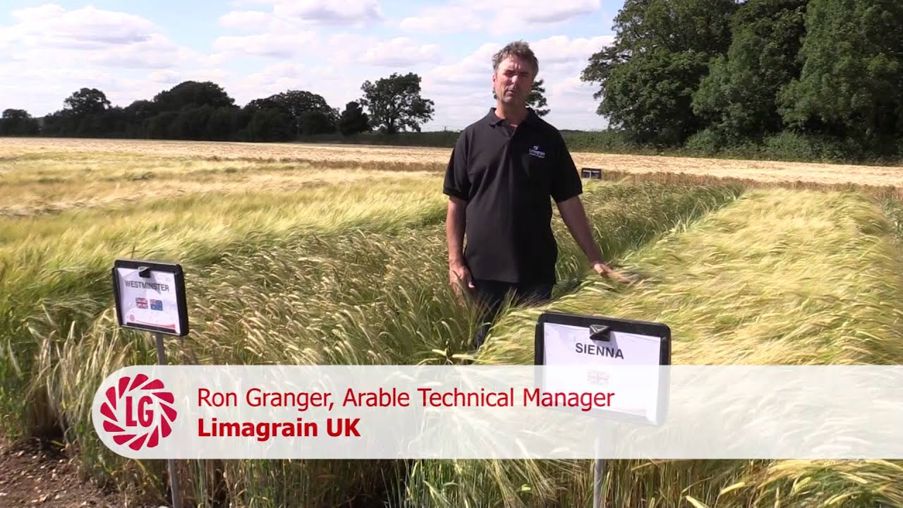 Sienna Spring Barley - 1 Minute Variety Video