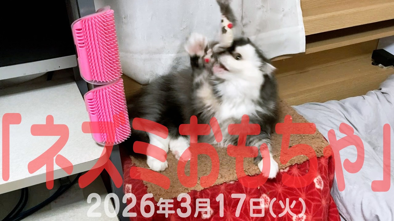 我が家の猫たち「ネズミおもちゃ」2026年3月17日(火) 