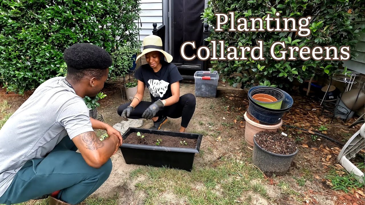 Growing Collard Greens from Seed | Fall Garden