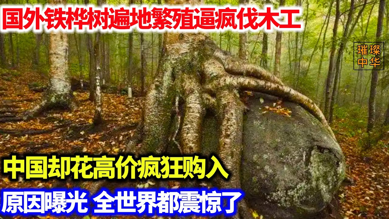国外铁桦树遍地繁殖逼疯伐木工，中国却花高价疯狂购入。原因曝光，全世界都震惊了#奇闻异事