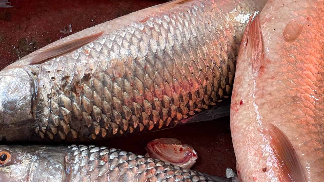 Nice Cutting Skills- Mrigal Fish, Pangas Fish Cleaning & Cutting By Expert Fish Cutter- Fish Cut How