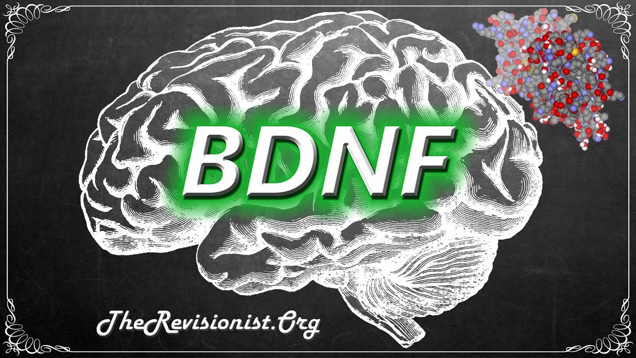 Understanding BDNF and Its Importance to Brain Health