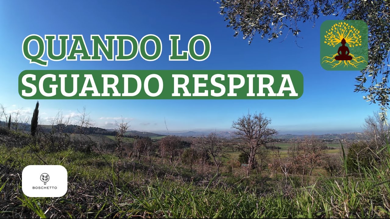 Sotto l’olivo, lo sguardo si perde | Contemplazione dal cuore del Boschetto