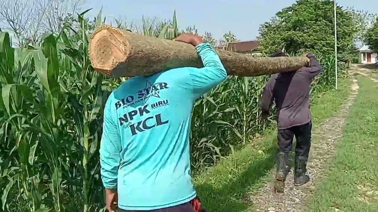 PERSIAPAN SI BOS BANGUN LAGI LUR😰
