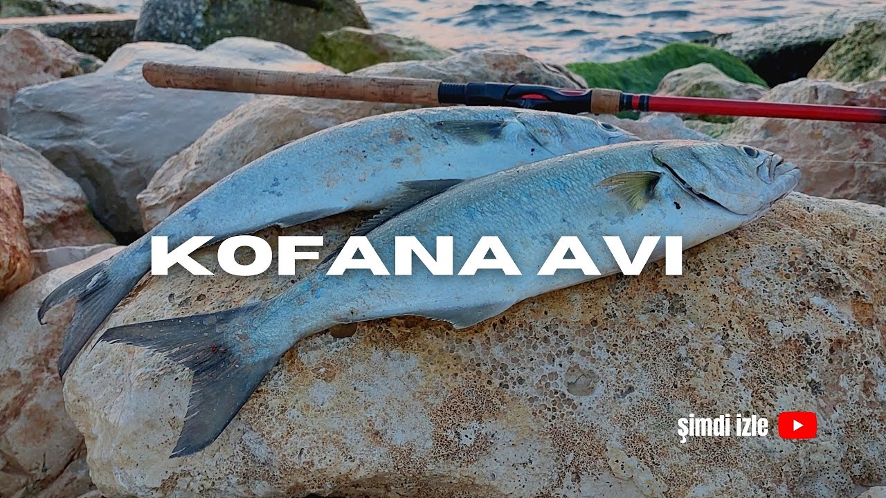 Balık avı - Didim de su üstü sahte ile kofana avı