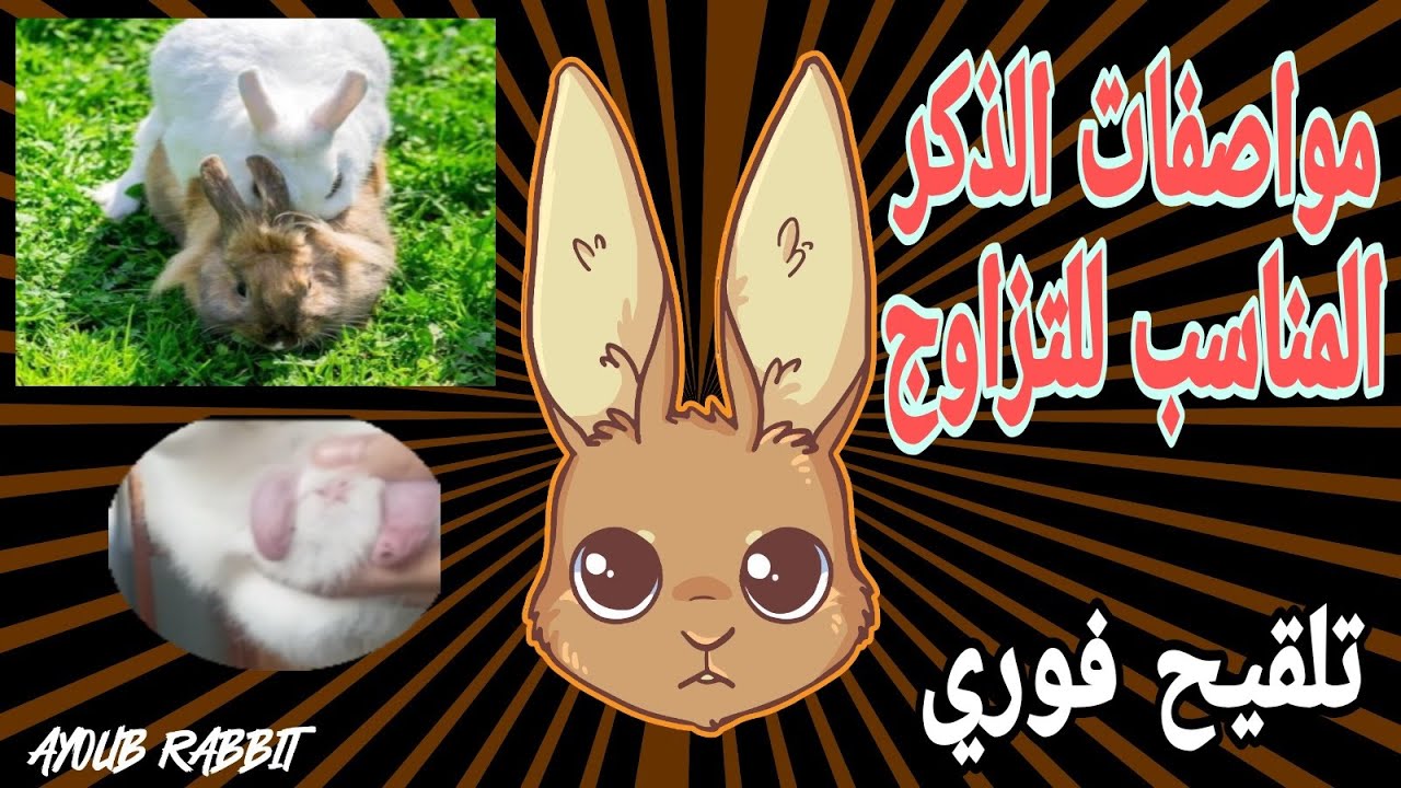 كيف تختار ذكر جيد لتلقيح الأرانب / حل مشكلة تأخر التلقيح ✅