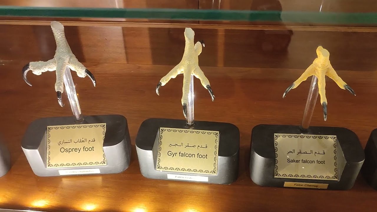 Souk Waqif 🦅 Falcon Hospital 🏥 & Museum | Falcon Souk | Doha 🇶🇦 Qatar June 2024