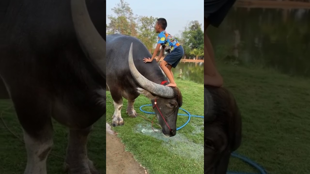 ￼boy riding cow￼ 🐄 #cow #like ￼